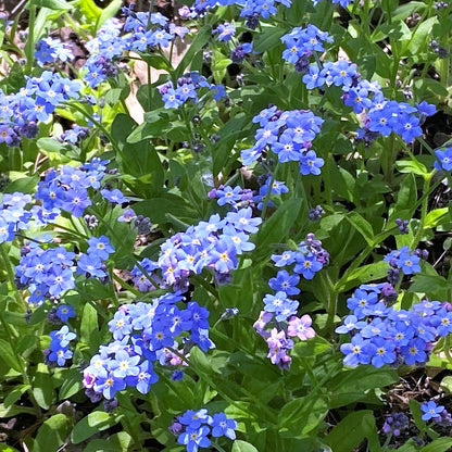 myosotis sylvatica - Gardening Plants And Flowers