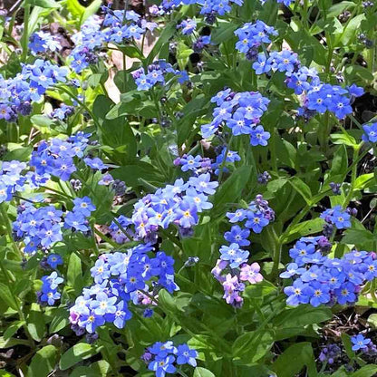 A lush cluster of blooming Myosotis sylvatica (Forget-Me-Not) flowers featuring small, vibrant sky-blue petals and tiny yellow centers among green garden foliage.