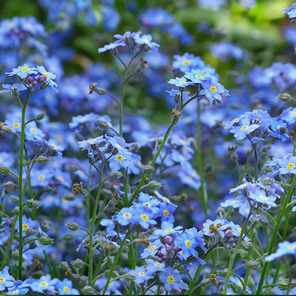 myosotis - Gardening Plants And Flowers