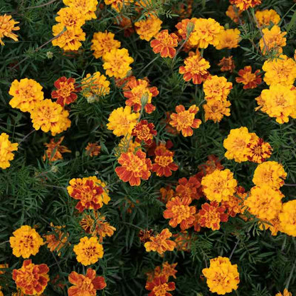 Close-up of marigold flowers in yellow and orange on a dark green background