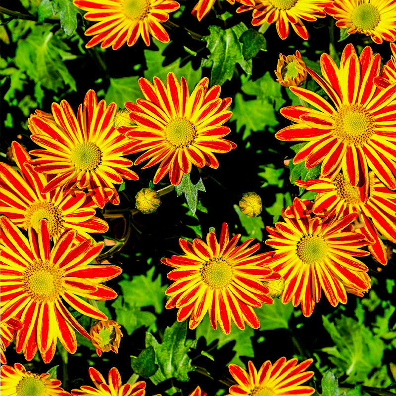 gazania splendens - Gardening Plants And Flowers