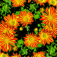 Load image into Gallery viewer, gazania splendens - Gardening Plants And Flowers