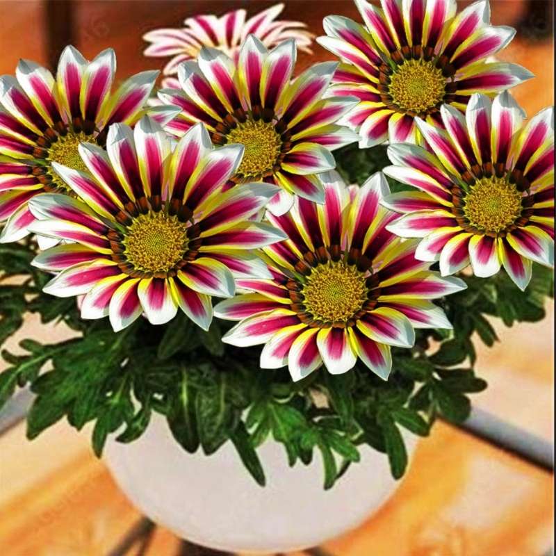 gazania rigens - Gardening Plants And Flowers