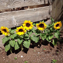 Load image into Gallery viewer, mini sunflower seeds - Gardening Plants And Flowers