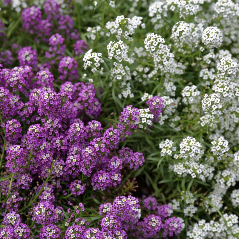 Close-up of purple and white alyssum flowers with green leaves