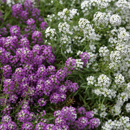 Close-up of purple and white alyssum flowers with green leaves