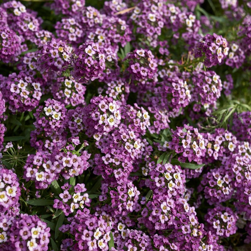 Alyssum Seeds - Lobularia Maritima Sweet Alyssum - Ground Cover Plants