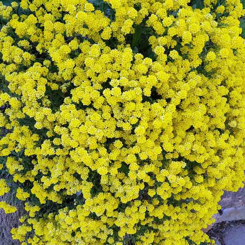 Close-up of a bush with bright yellow alyssum flowers