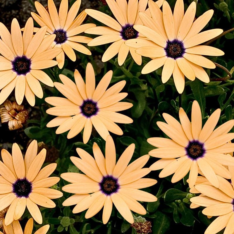 Close-up of yellow flowers with purple centers on a green background