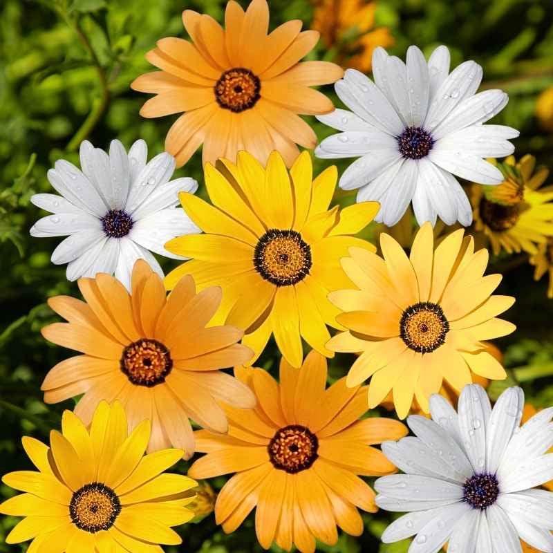 Colorful flowers including yellow, orange, and white with brown centers on a blurred green background.