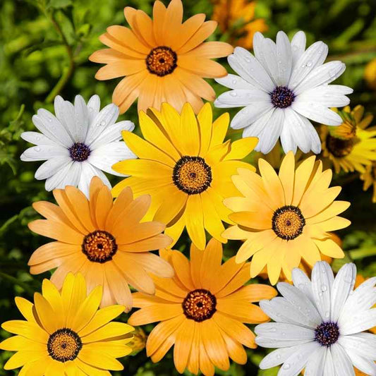 Colorful flowers including yellow, orange, and white with brown centers on a blurred green background.