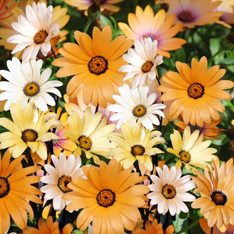 Close-up of a cluster of orange, white, and yellow daisies with green leaves.
