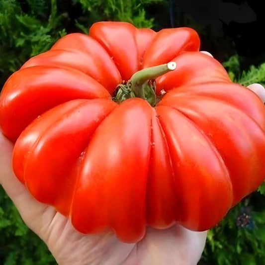 A bright red, ribbed Rosso Sicilian tomato held in a person's hand.