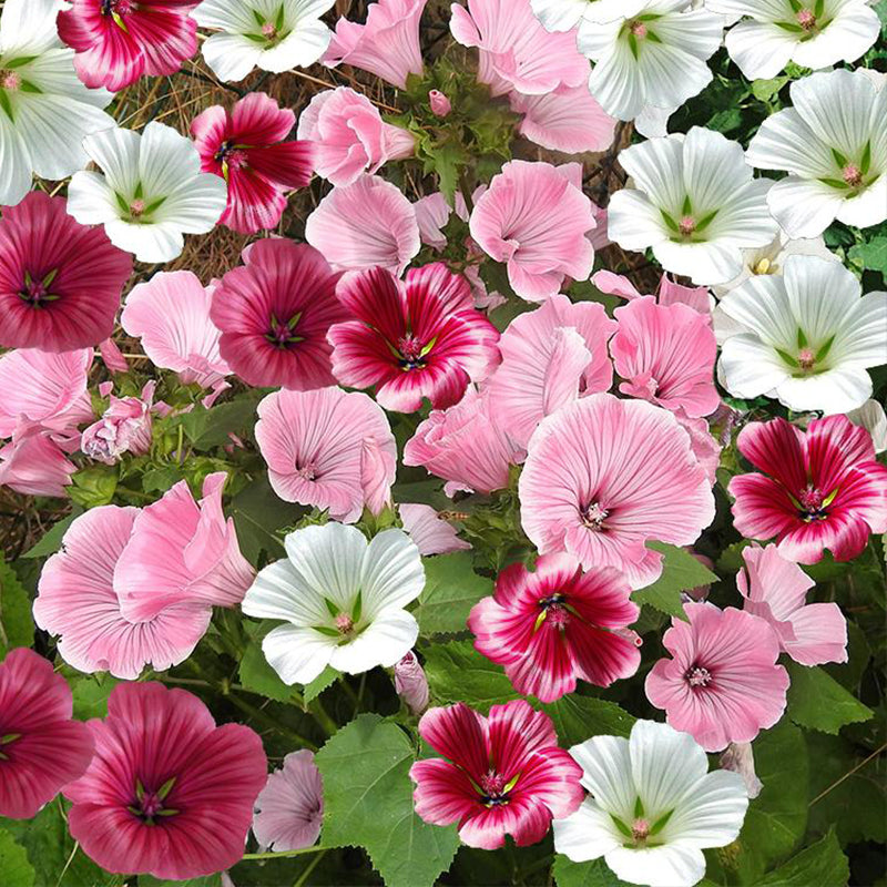 malope flower - Gardening Plants And Flowers