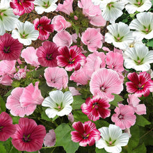 Load image into Gallery viewer, malope flower - Gardening Plants And Flowers