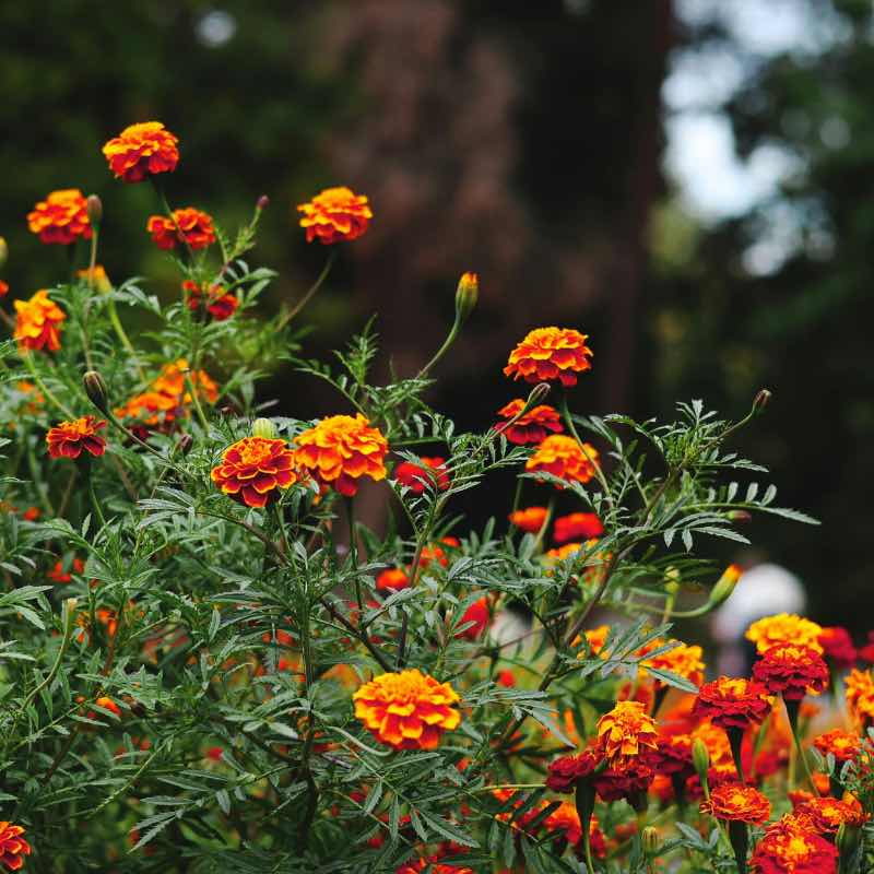 Close-up of orange marigold flowers with green leaves against a blurred natural background