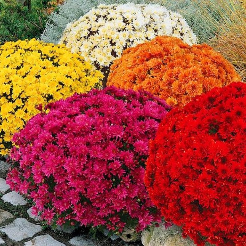 chrysanthemum - Gardening Plants And Flowers