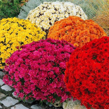 chrysanthemum - Gardening Plants And Flowers