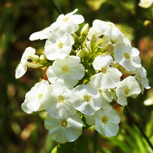 Load image into Gallery viewer, annual phlox seeds - Gardening Plants And Flowers