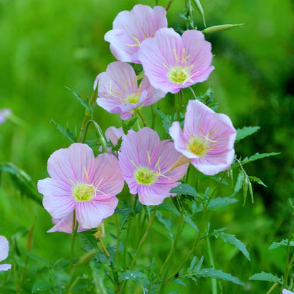 Pink Evening Primrose Seeds - Oenothera Speciosa