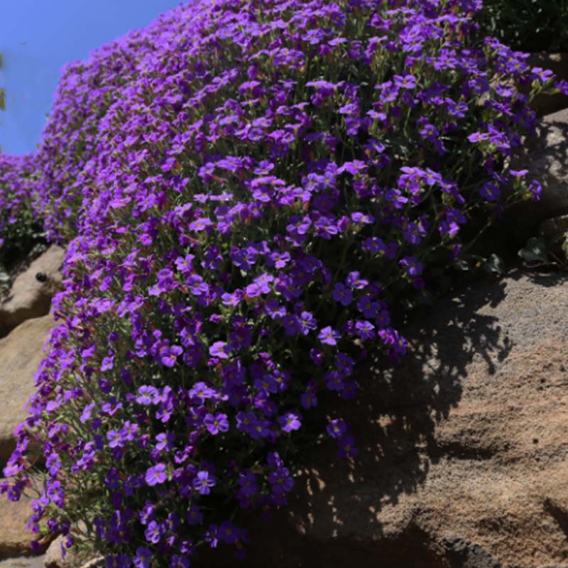 Aubrieta Cascade Purple 200 Seeds - Rock Cress - Ground Cover