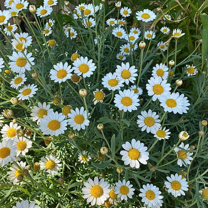 Shasta Alaska Daisy Chrysanthemum Maximum 400 Seeds