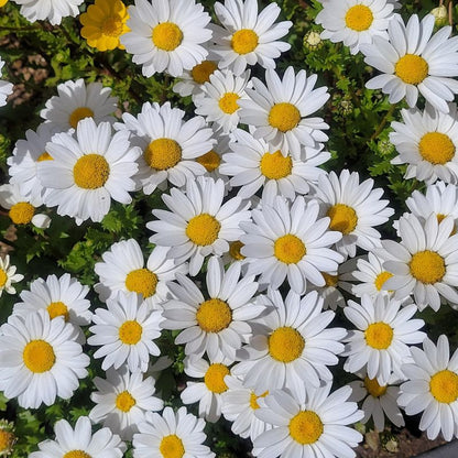 Shasta Alaska Daisy Chrysanthemum Maximum 400 Seeds