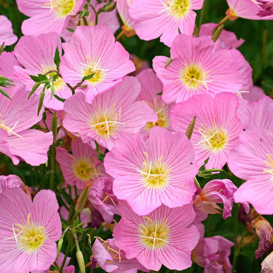 Pink Evening Primrose Seeds - Oenothera Speciosa
