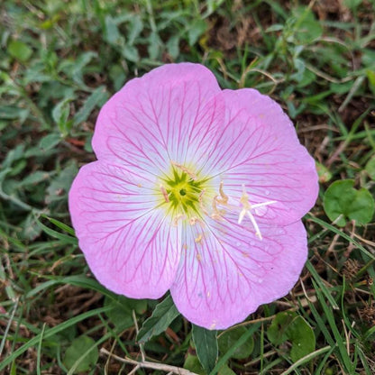 Pink Evening Primrose Seeds - Oenothera Speciosa