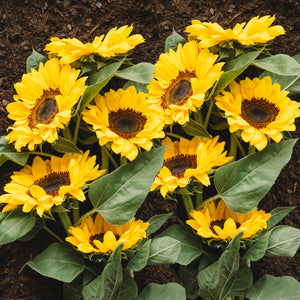 dwarf sunflowers - Gardening Plants And Flowers