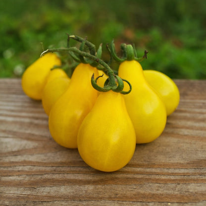 Yellow tomatoes on a wooden surface with a blurred green background