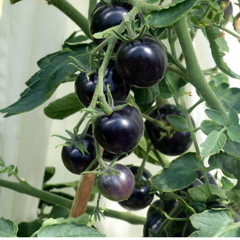 Black tomatoes growing on a vine with green leaves.