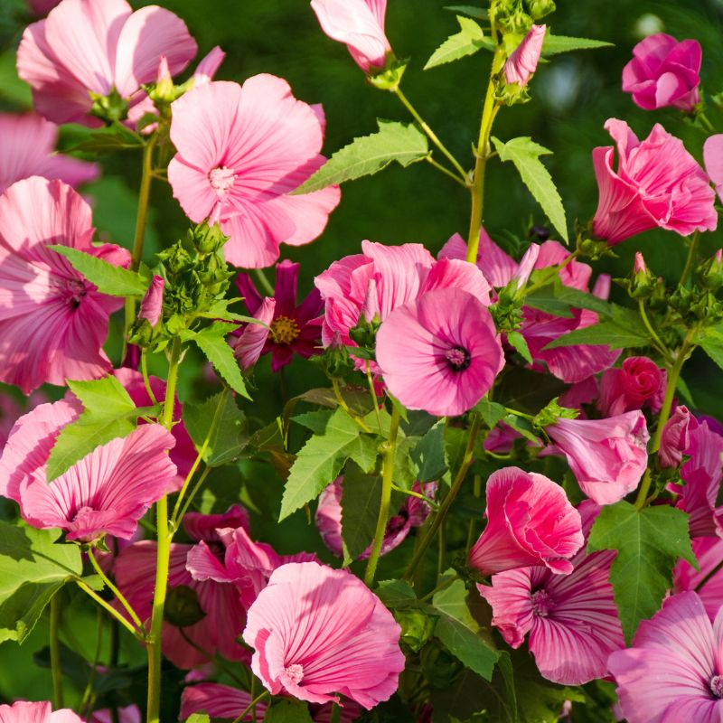 Rose Mallow Seeds - Lavatera Trimestris Seed