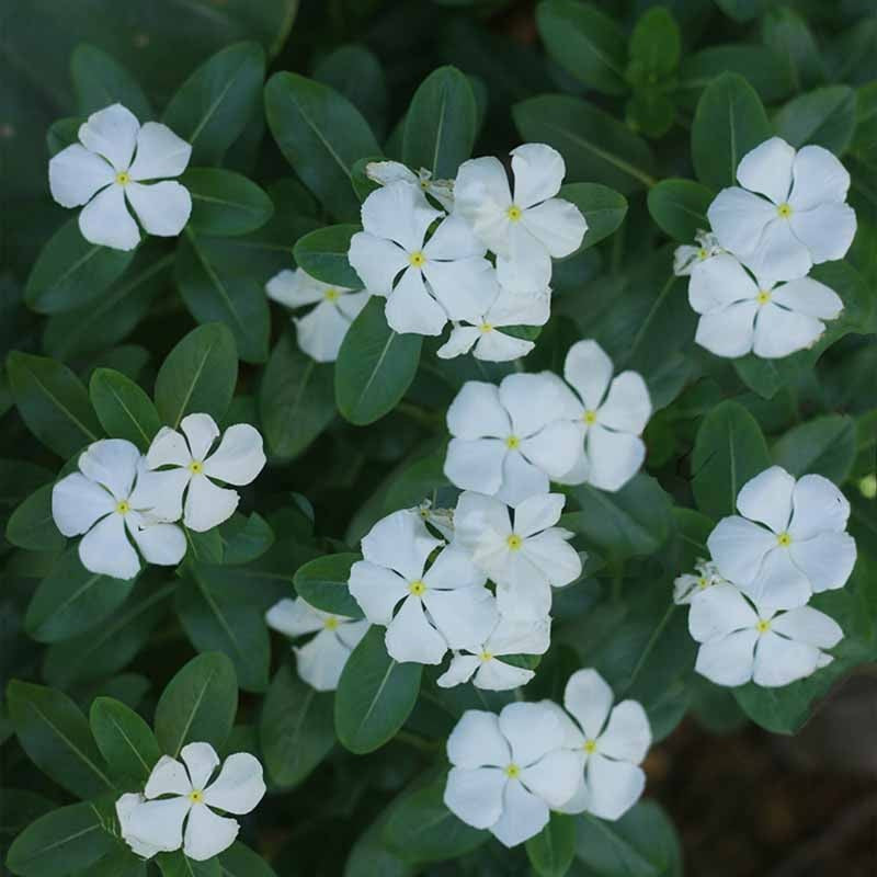 Periwinkle Seeds - Catharanthus Roseus - Vinca Rosea Dwarf - Ground Cover Plants