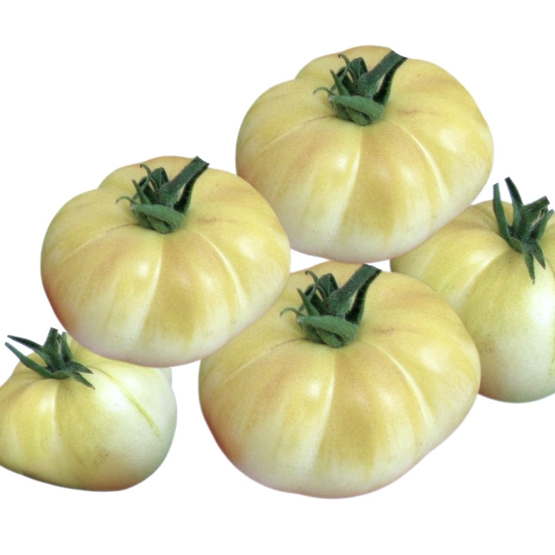 Five white tomatoes with green stems on a white background