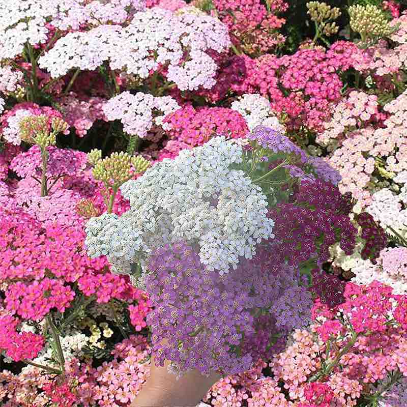 Yarrow Colorado Achillea Millefolium - Gardening Plants and Flowers