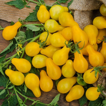 Yellow cherry tomatoes with green leaves on a wooden surface
