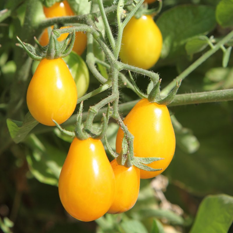 Yellow tomatoes on a vine with green leaves