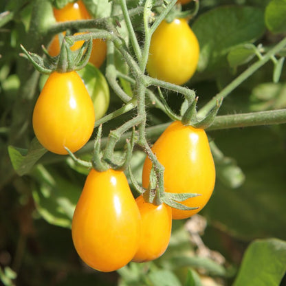 Yellow tomatoes on a vine with green leaves