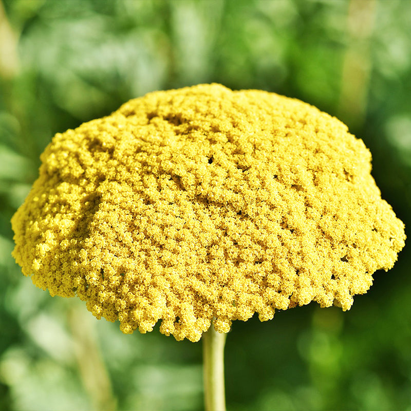 Gold Yarrow Plant - Gardening Plants And Flowers