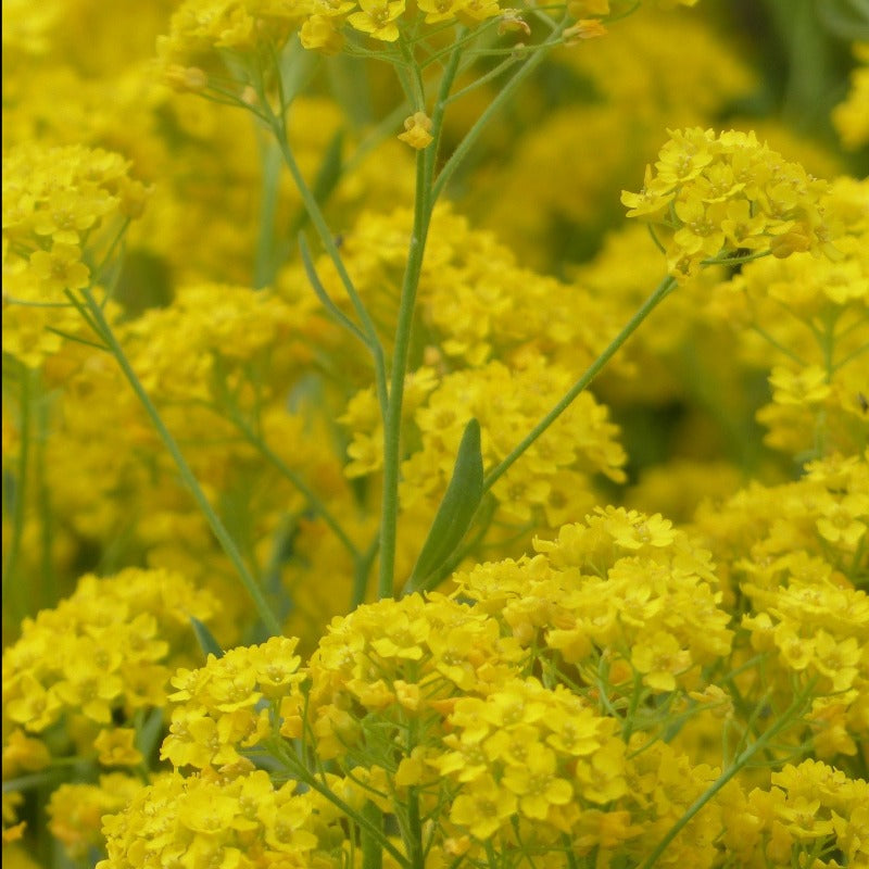 rock cress seeds - Gardening Plants And Flowers