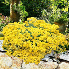 Load image into Gallery viewer, Montanum Mountain Gold - Gardening Plants And Flowers