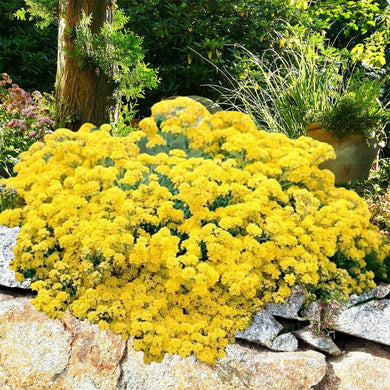 Montanum Mountain Gold - Gardening Plants And Flowers