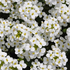 arabis alpina - Gardening Plants And Flowers