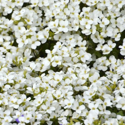 arabis rock cress- Gardening Plants And Flowers