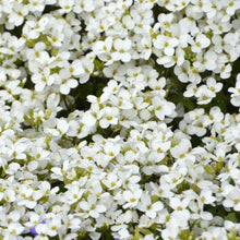 Load image into Gallery viewer, arabis rock cress- Gardening Plants And Flowers