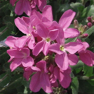 arabis spring charm - Gardening Plants And Flowers
