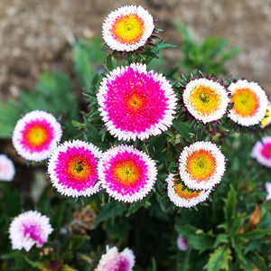 aster pompon red - Gardening Plants And Flowers