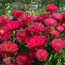 Load image into Gallery viewer, Aster Gremlin Red - Gardening Plants And Flowers