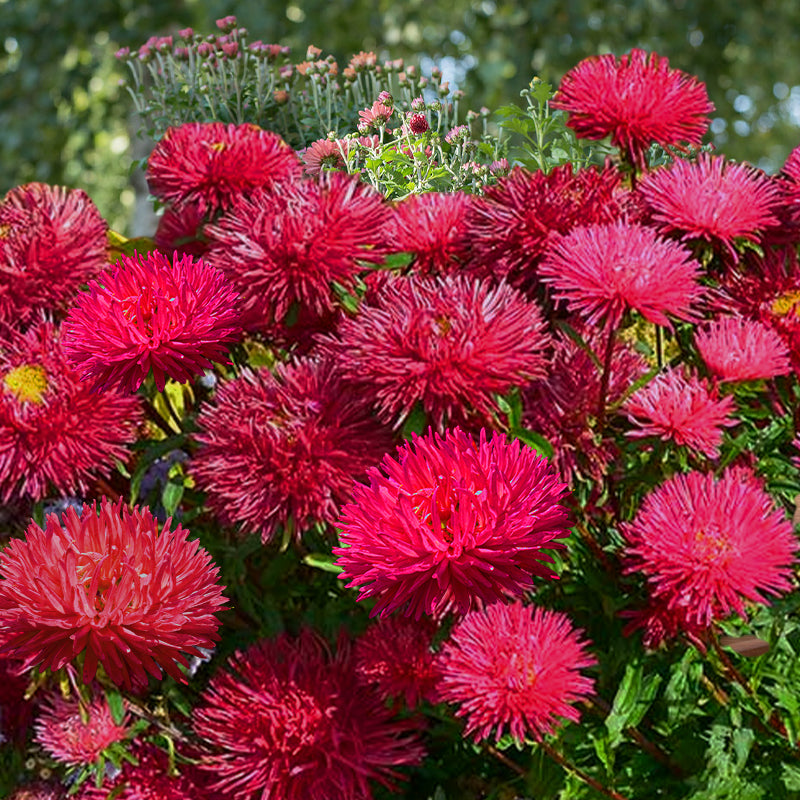 Aster Gremlin Red - Gardening Plants And Flowers